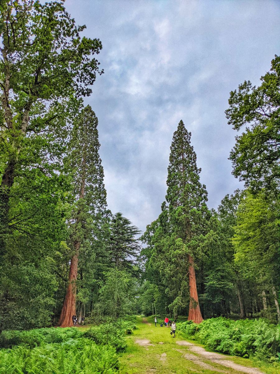 Tall Trees Walk, New Forest 